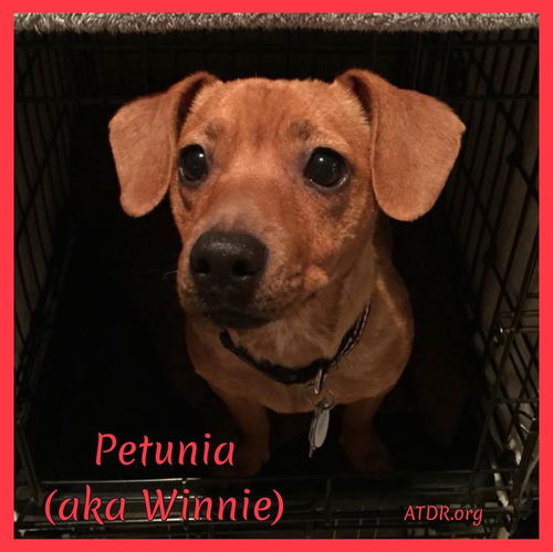 Petunia a/k/a Winnie