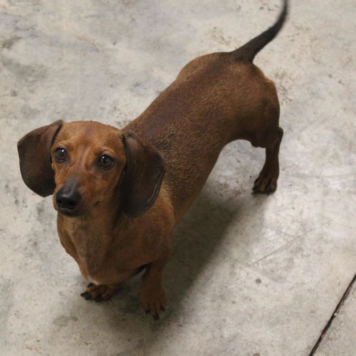 Scooby