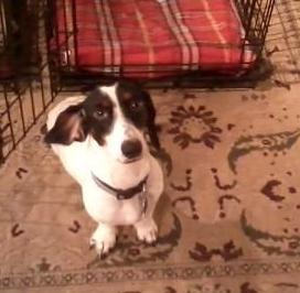 Benson (aka Bentley)
