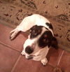 Benson (aka Bentley)