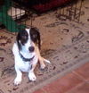 Benson (aka Bentley)