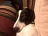 Benson (aka Bentley)
