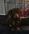 Little Man Tank