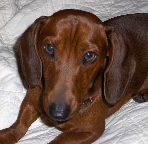 Auggie