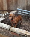 Rhoda