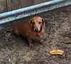 Rhoda