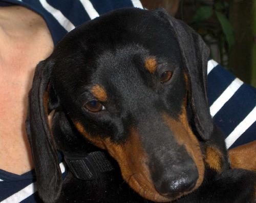 Bruno