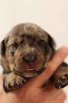 Dottie