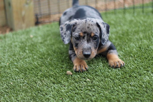 Dottie