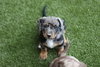 Dottie