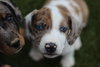 Dottie