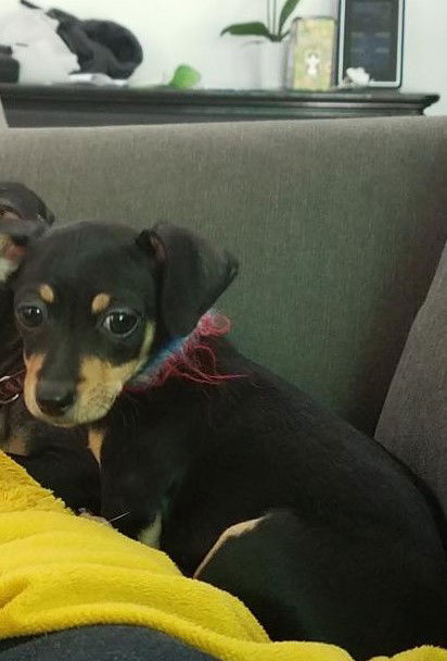 Gus