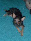 Trixie