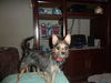 Trixie