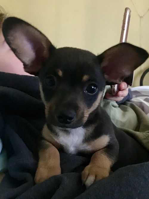 Woody