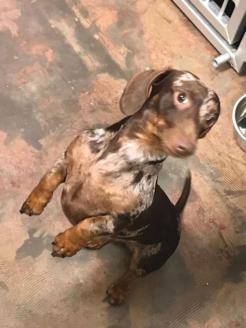 Beau a/k/a Beaucephus
