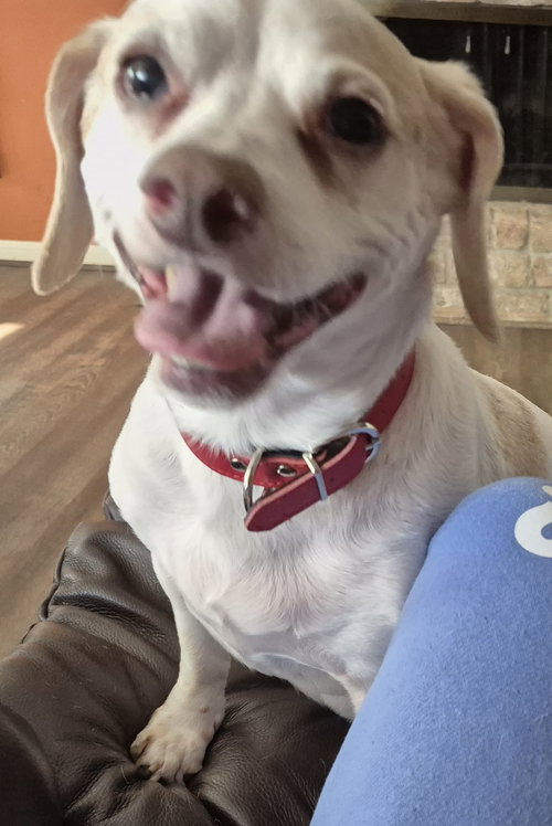 Chico
