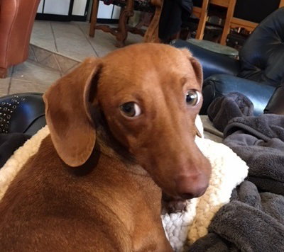 Lulu