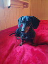 Josie