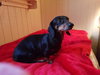 Josie