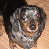 Bitsy