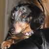 Bitsy