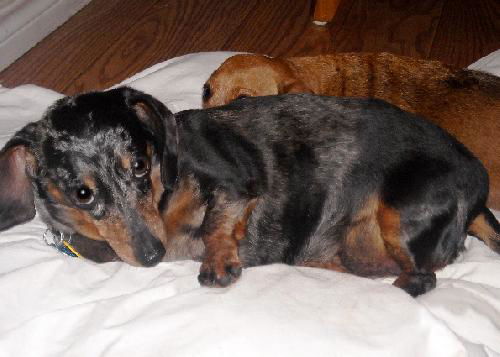 Bitsy