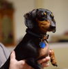 Scootie