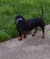 Scootie