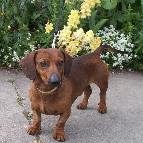 Brutus