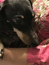 Molly