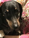 Molly