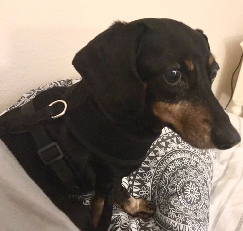 Molly