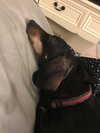 Molly
