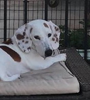 Dottie