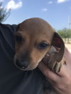 Auggie
