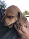 Auggie