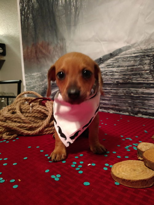 Auggie