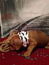 Auggie