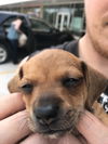 Juno