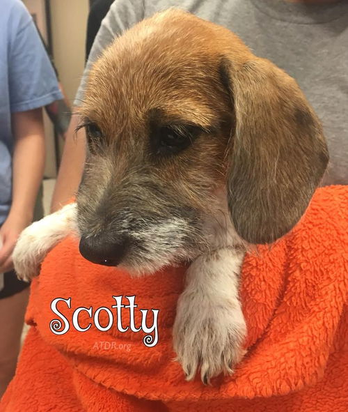 Scotty