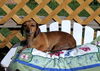 Trudy