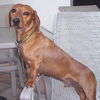 Sir Charlie