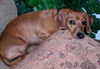 Sir Charlie