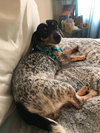 Mollie