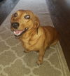Bitsy (formerly Devlin)