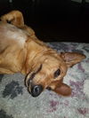 Bitsy (formerly Devlin)