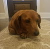 Bitsy (formerly Devlin)
