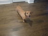 Bitsy (formerly Devlin)