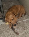 Bitsy (formerly Devlin)